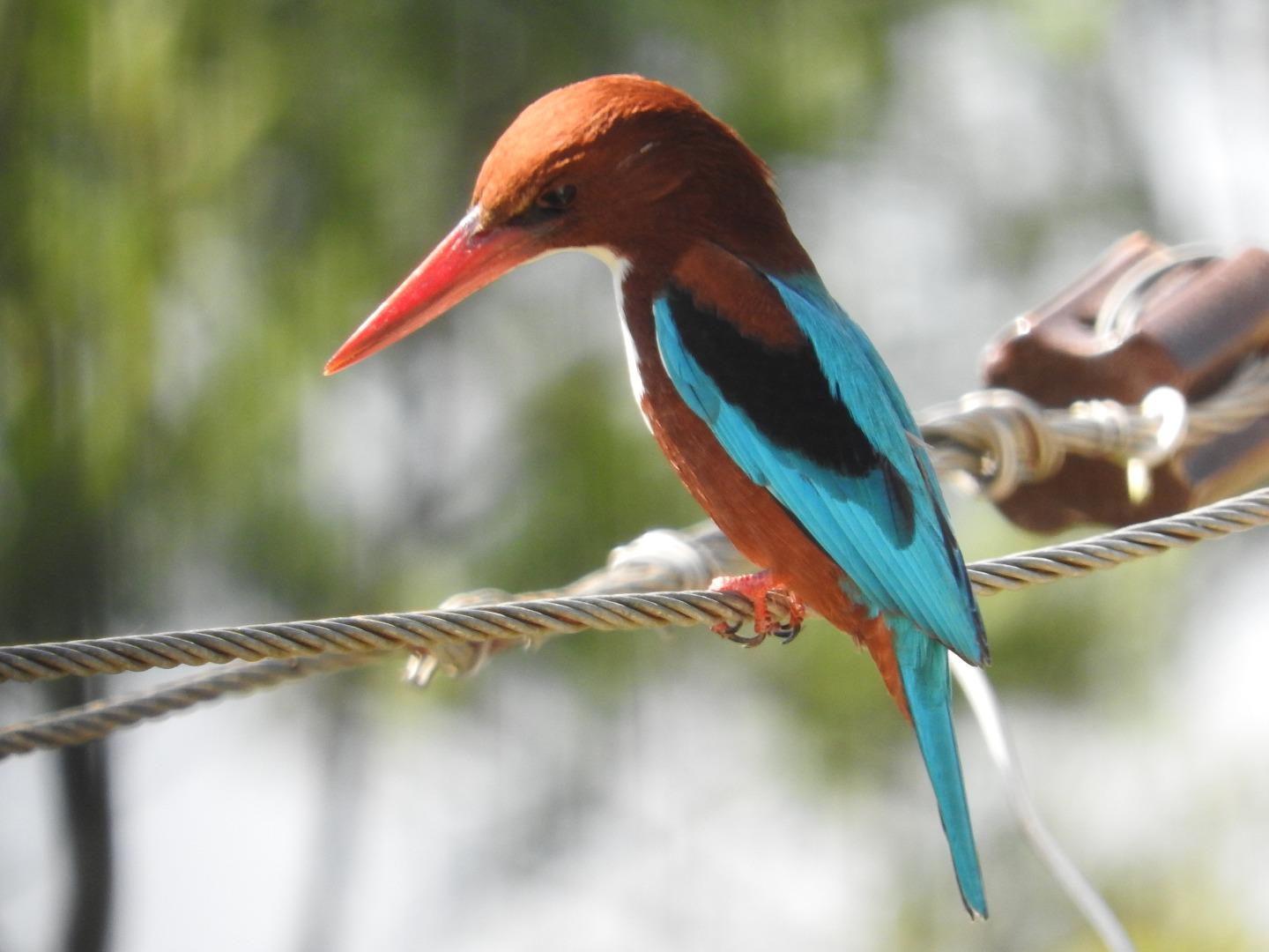 White breasted Kingfisher