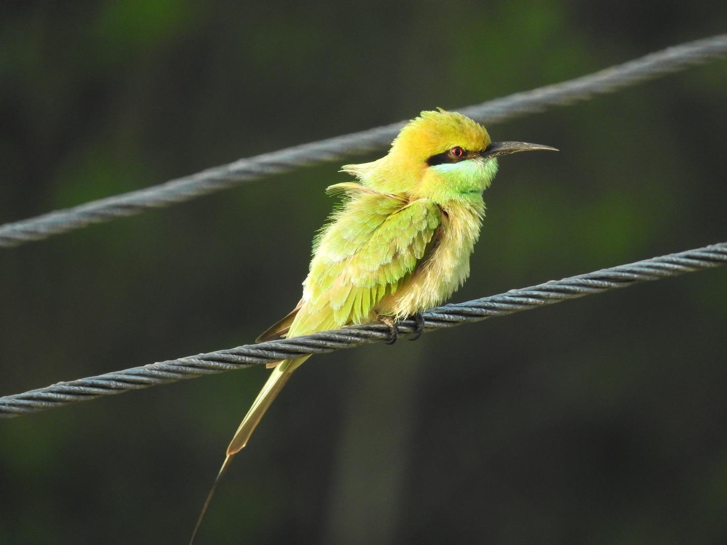 Bee eater