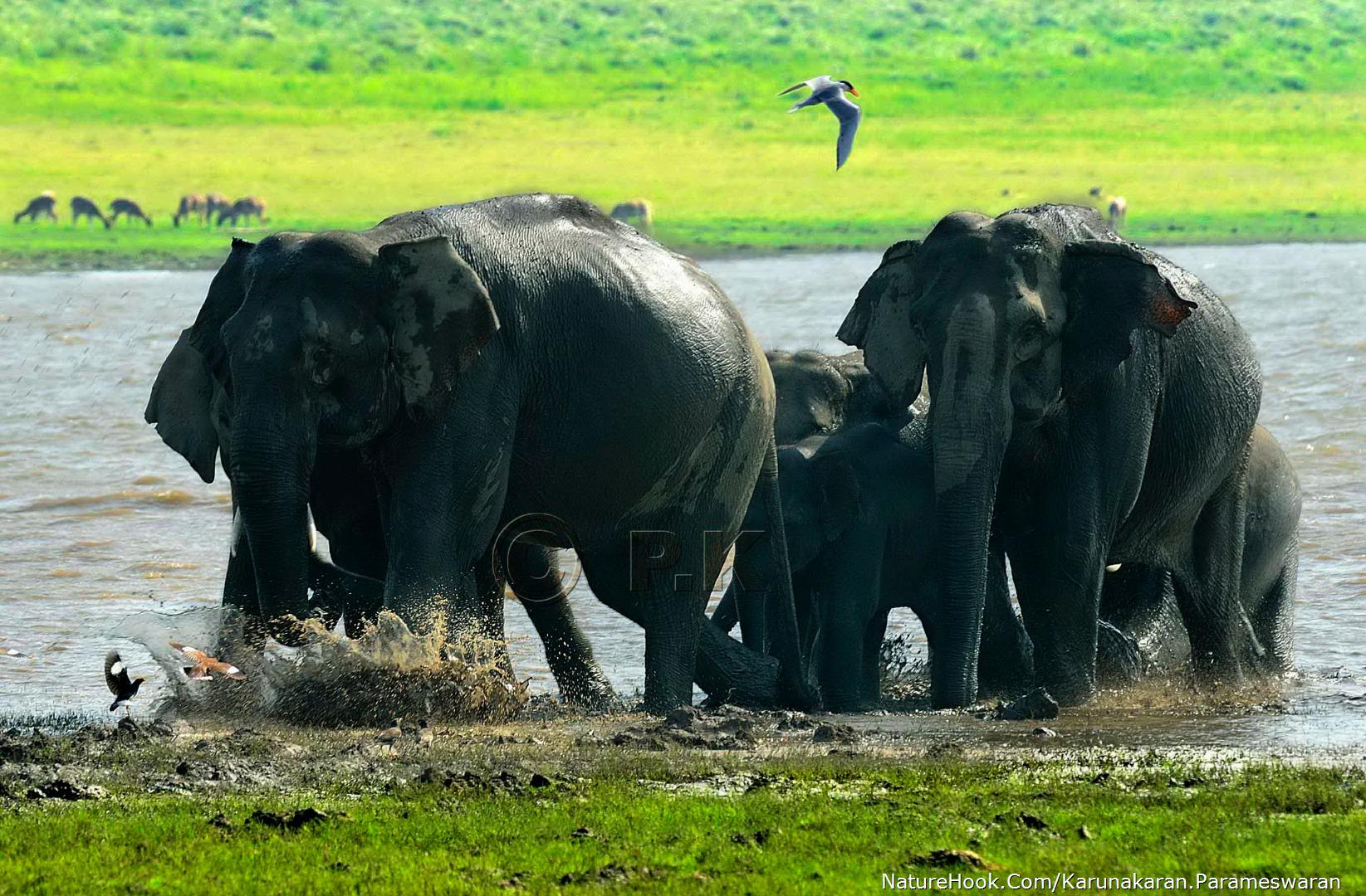 Elephants at water