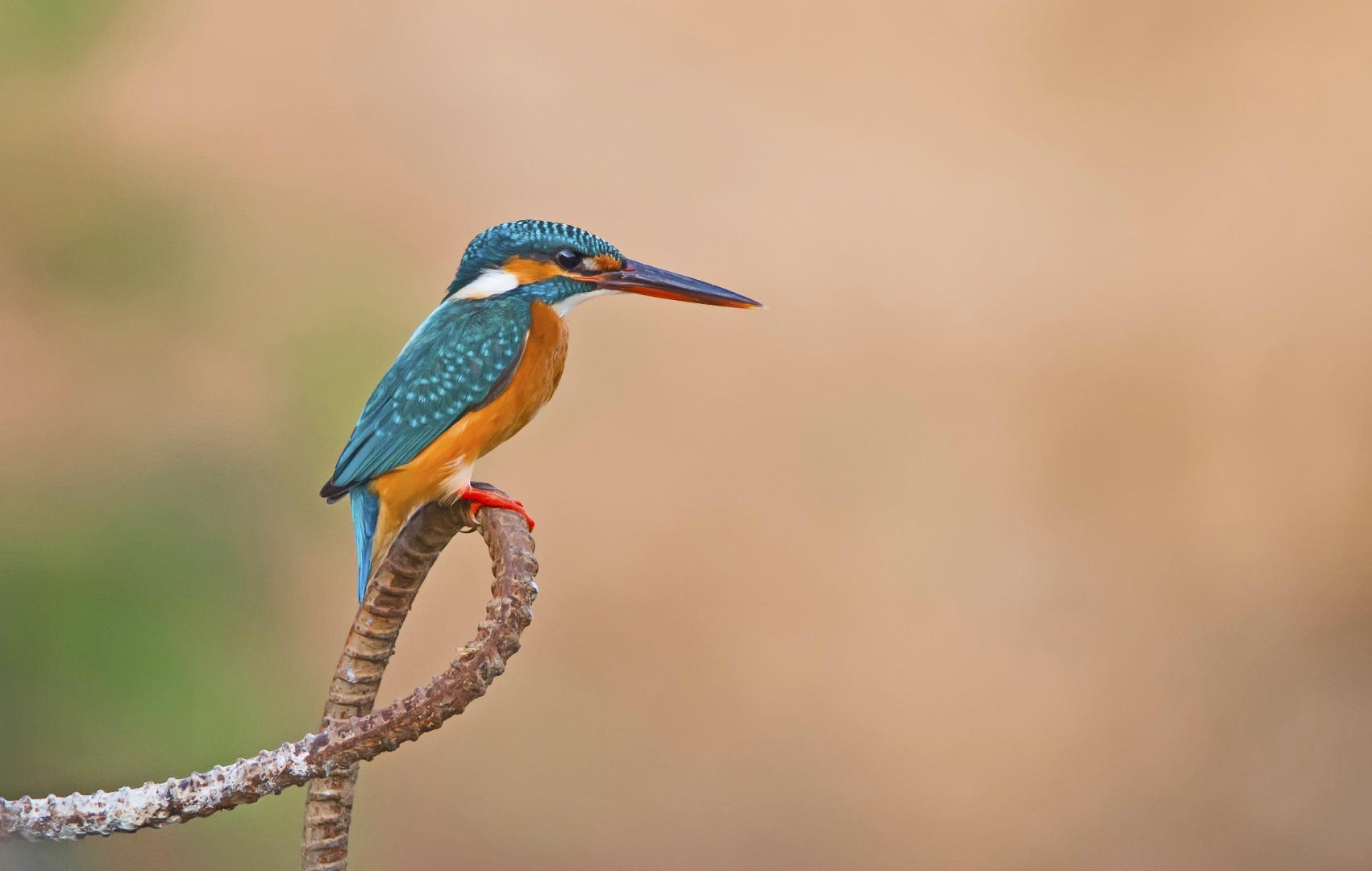 Common kingfisher