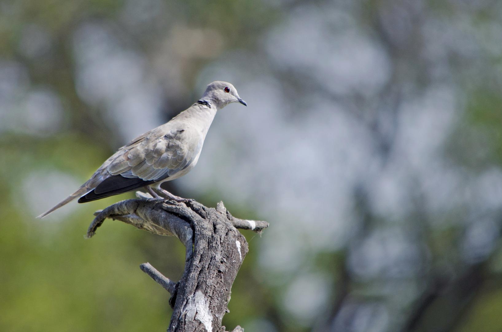 Dove