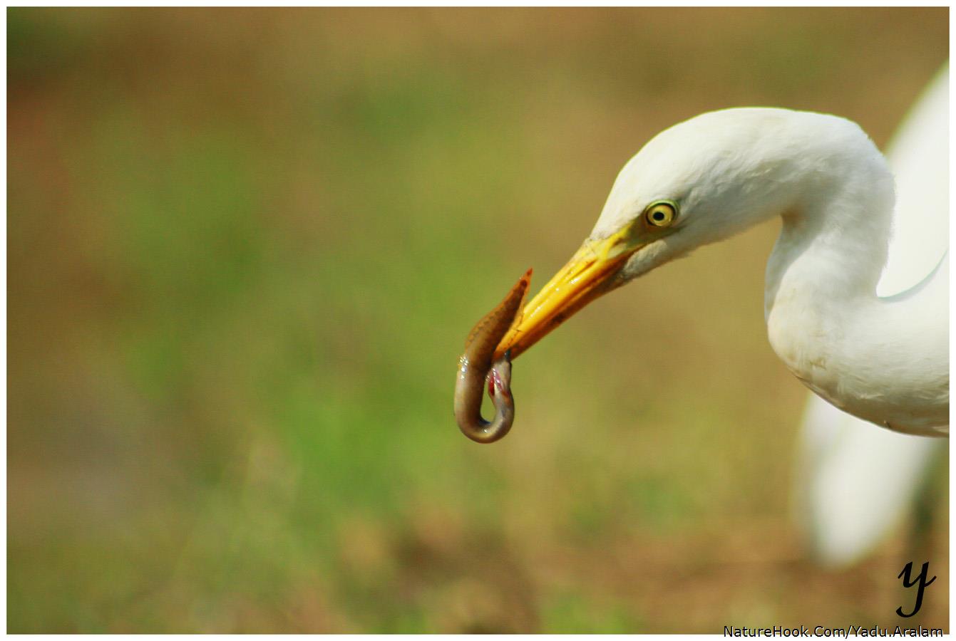 Intermediate egret 