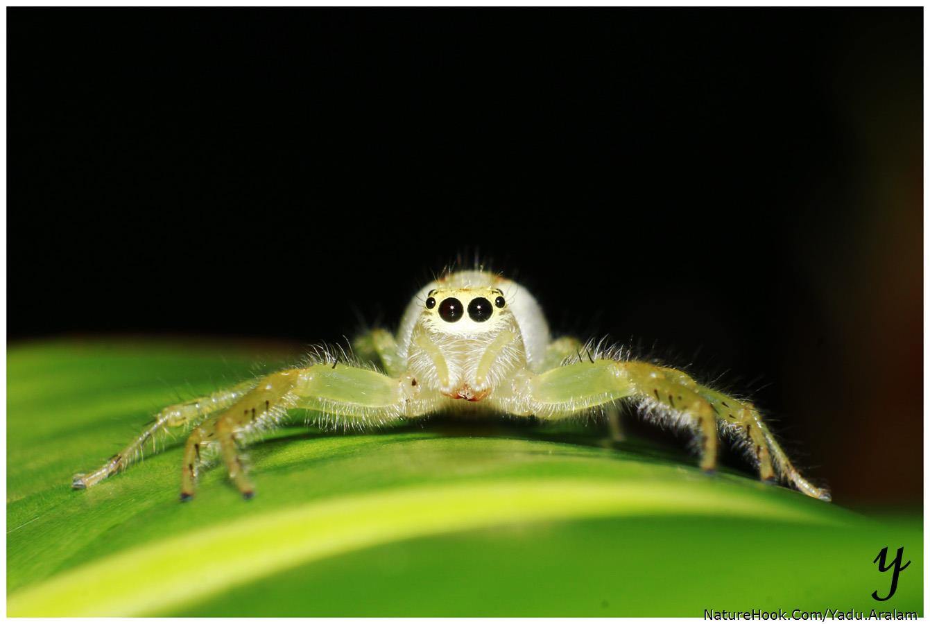 Two Striped jumping spider