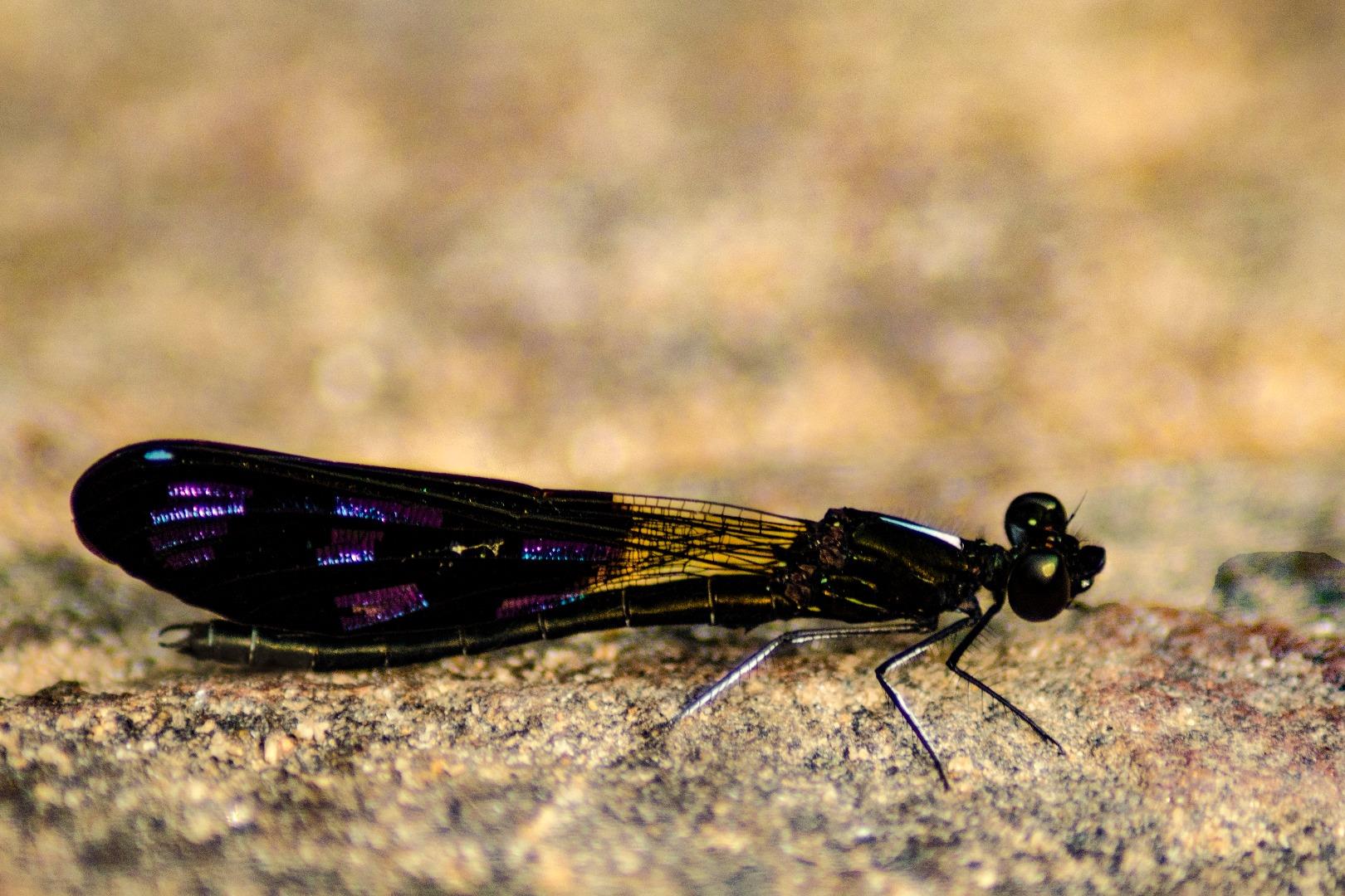 Peacock Jewel (Damselfly)