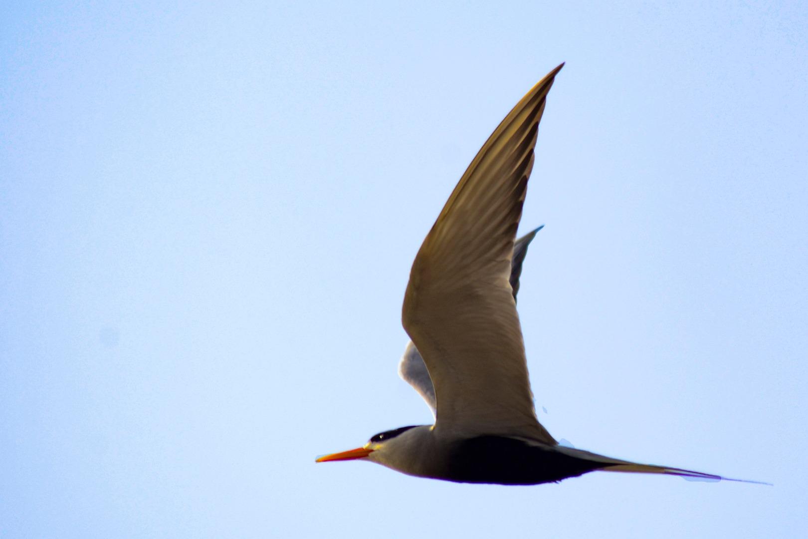 Black bellied turn