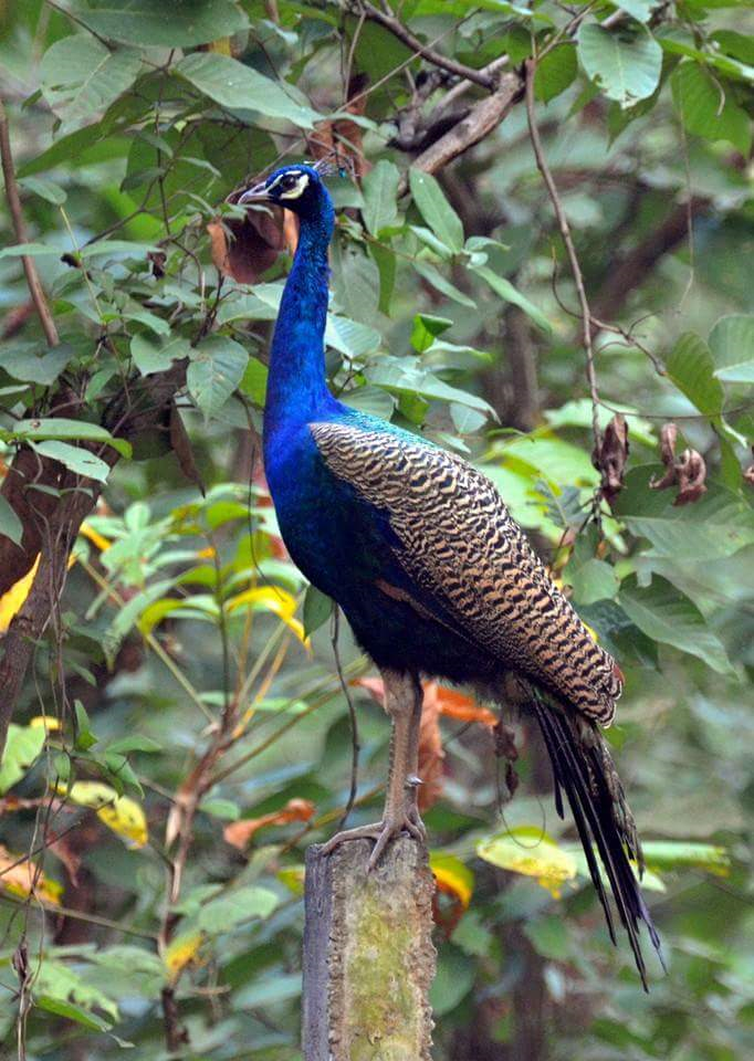 Indian Peafowl