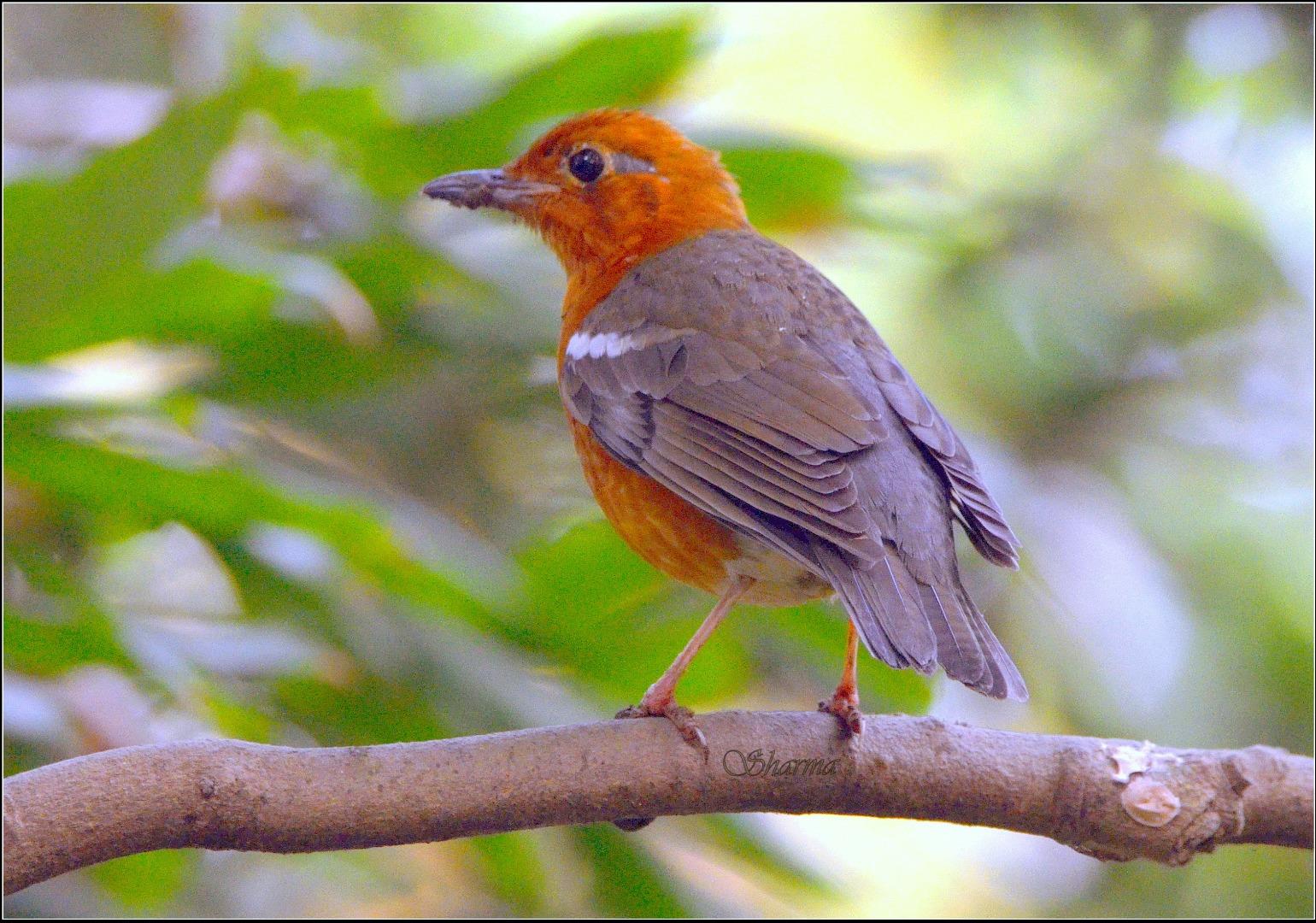 Orange headed thrush 