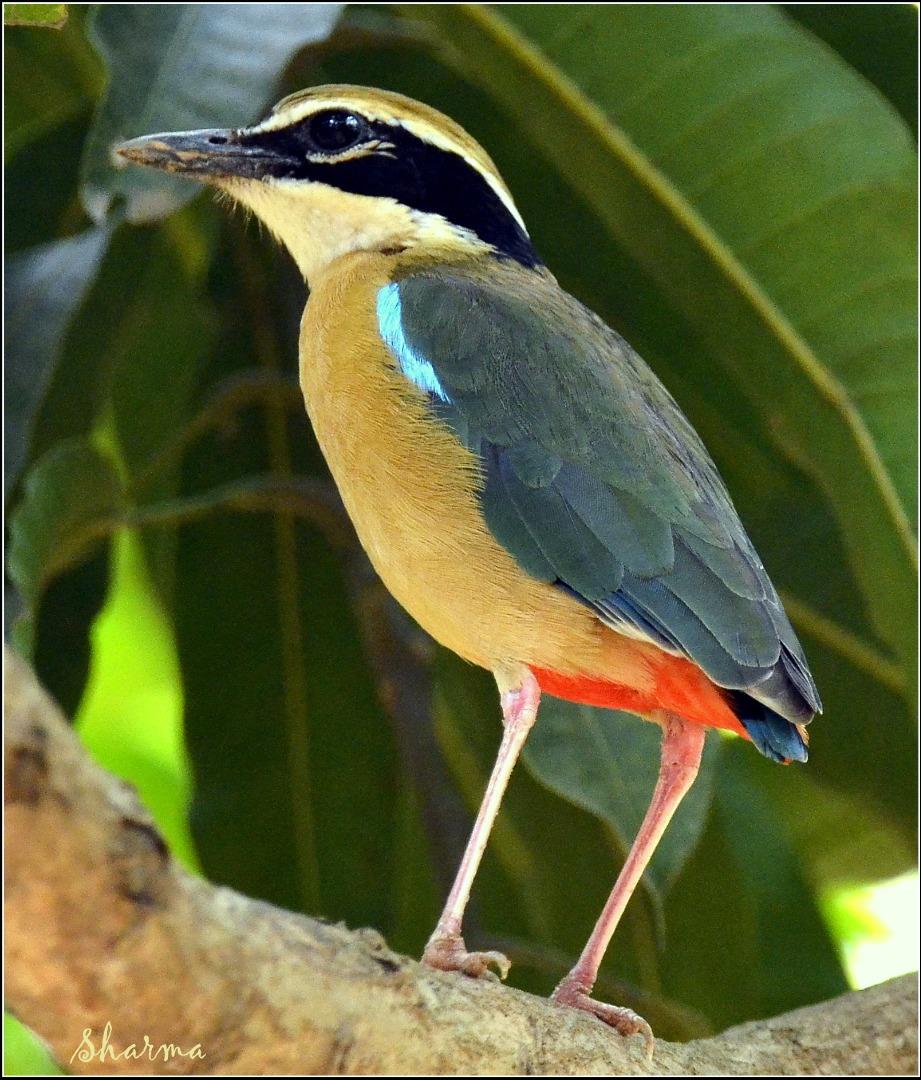 Indian Pitta