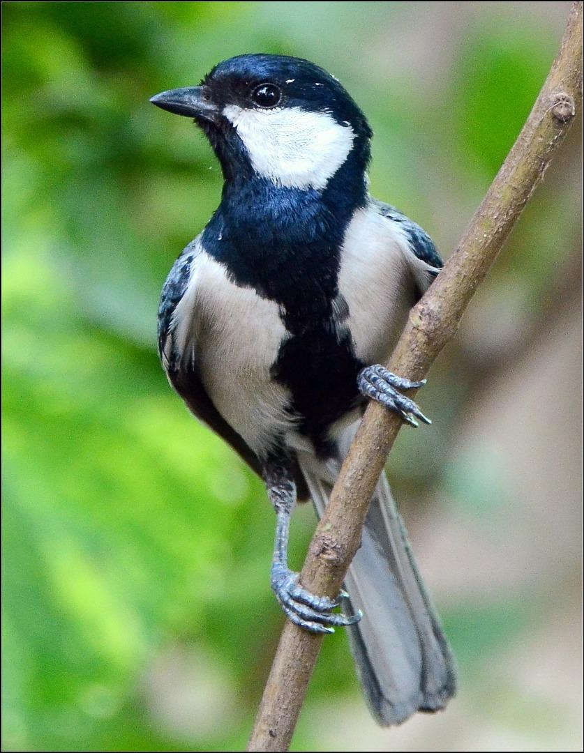 Great Tit