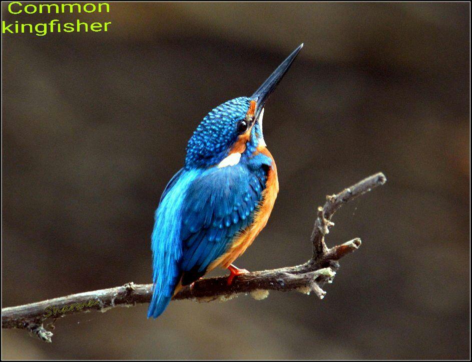 Common  Kingfisher 