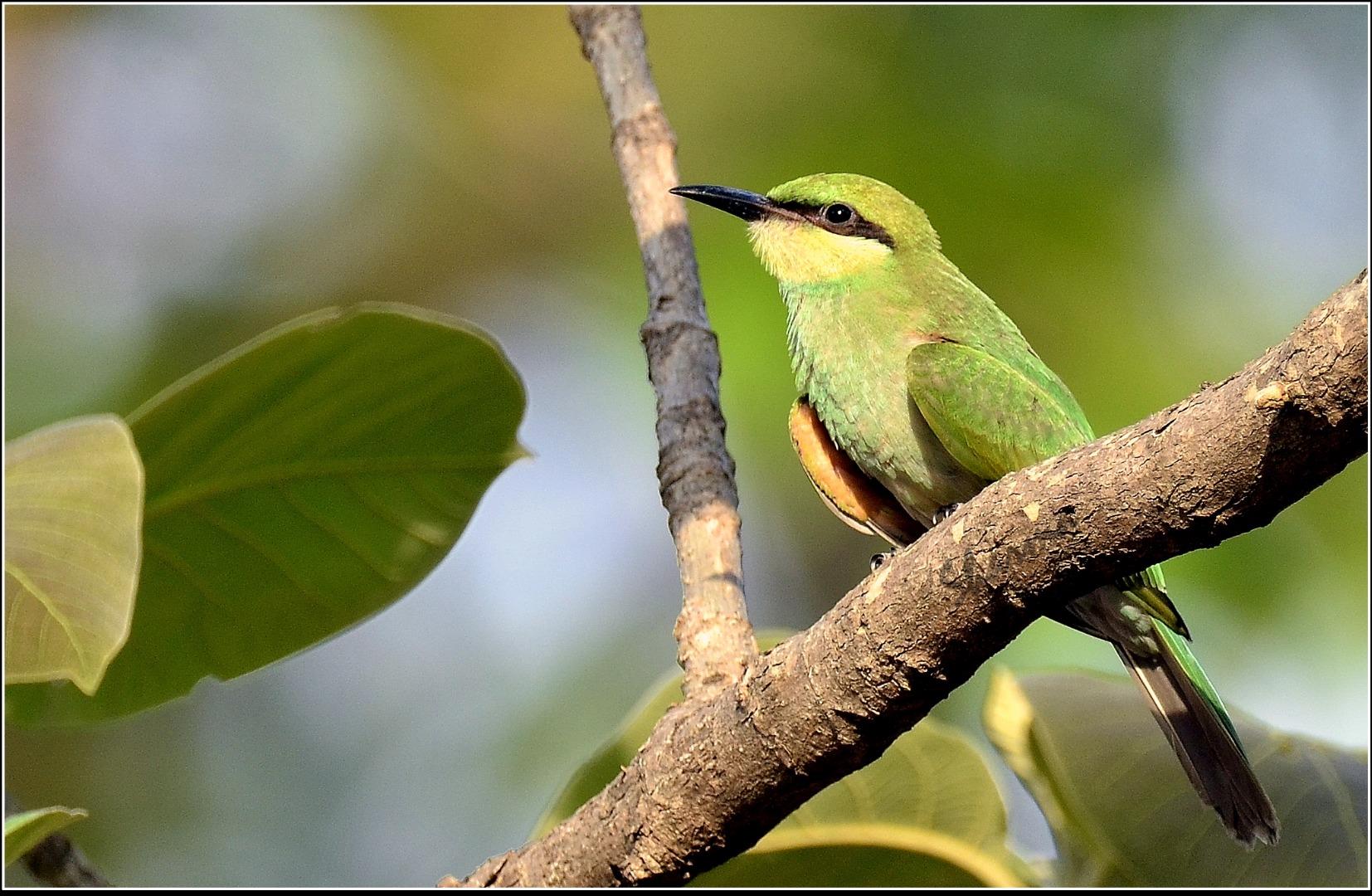 Green Bee Eater