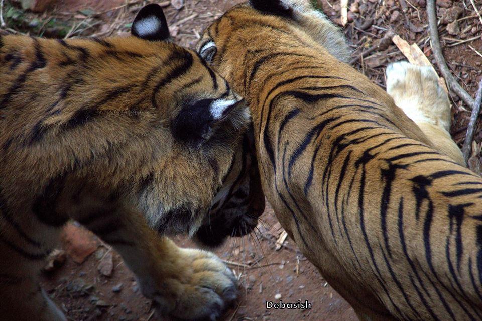 Royal Bengal Tiger.