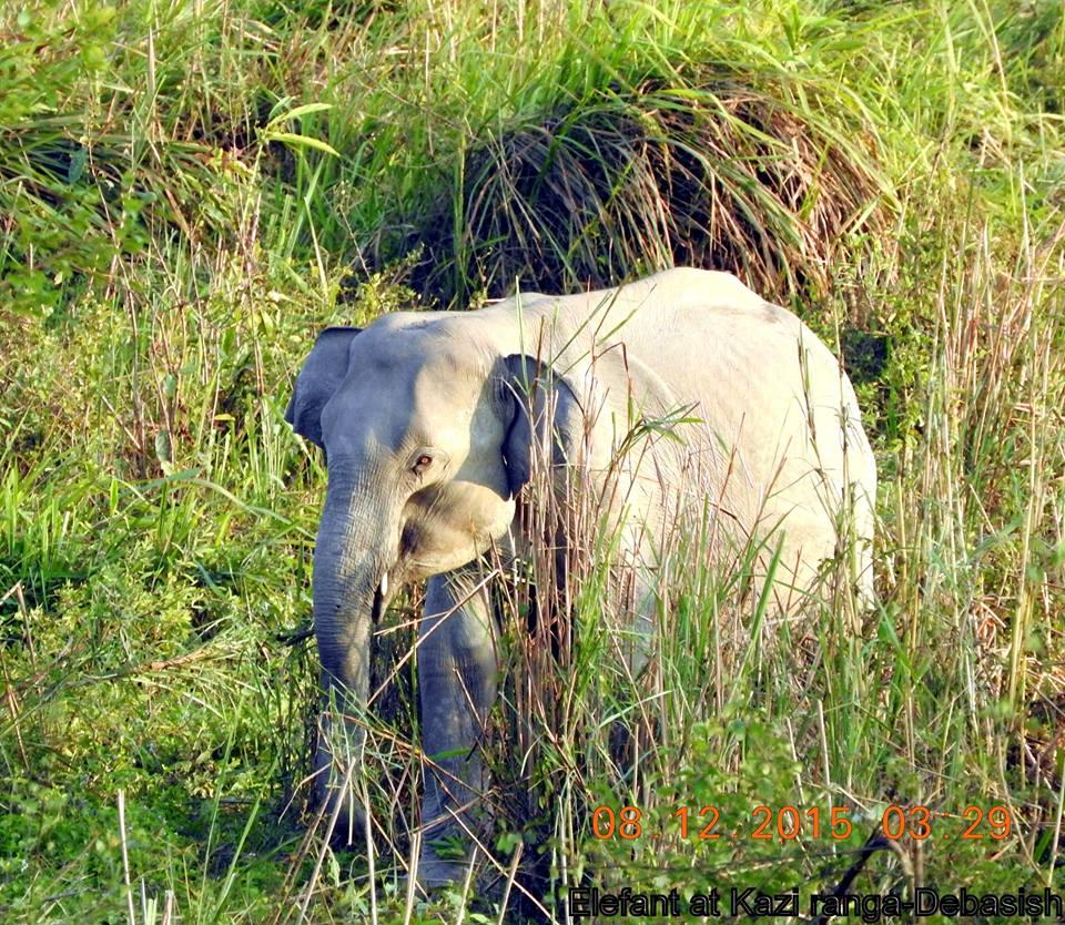 Indian Elephant.