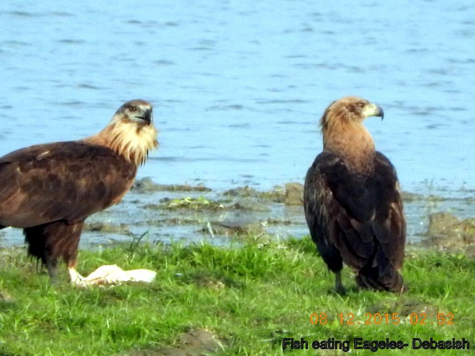 Fish eating Eagles 