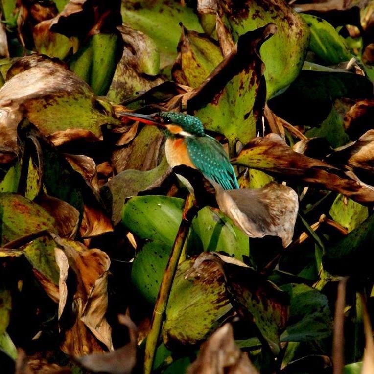 Common Kingfisher