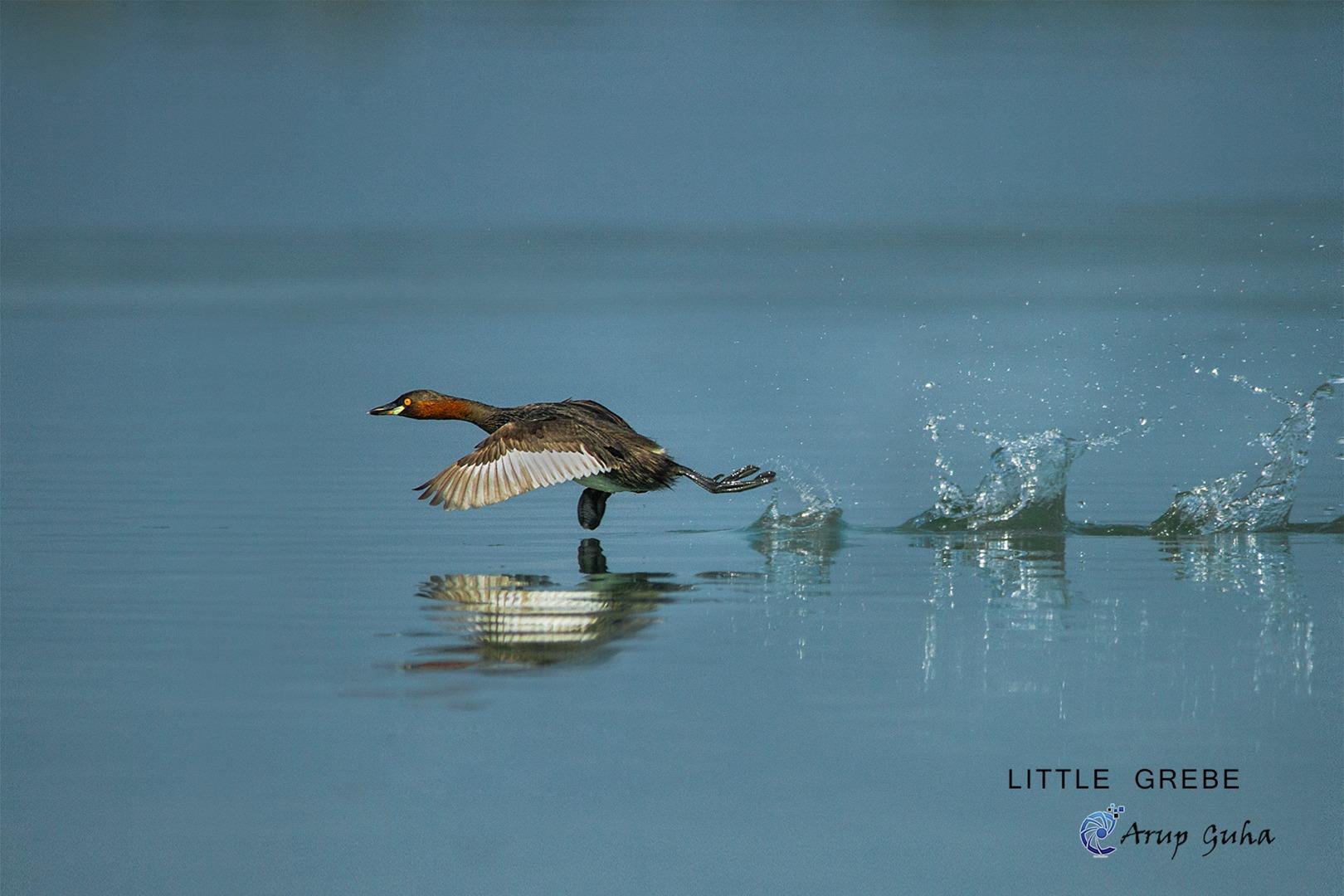 LITTLE GREBE - Tachybaptus ruf