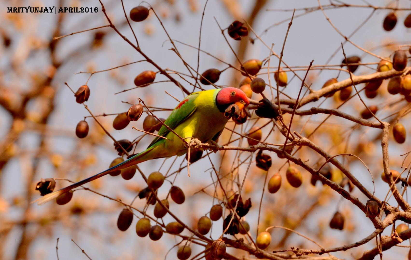 Plum Headed Parakeet