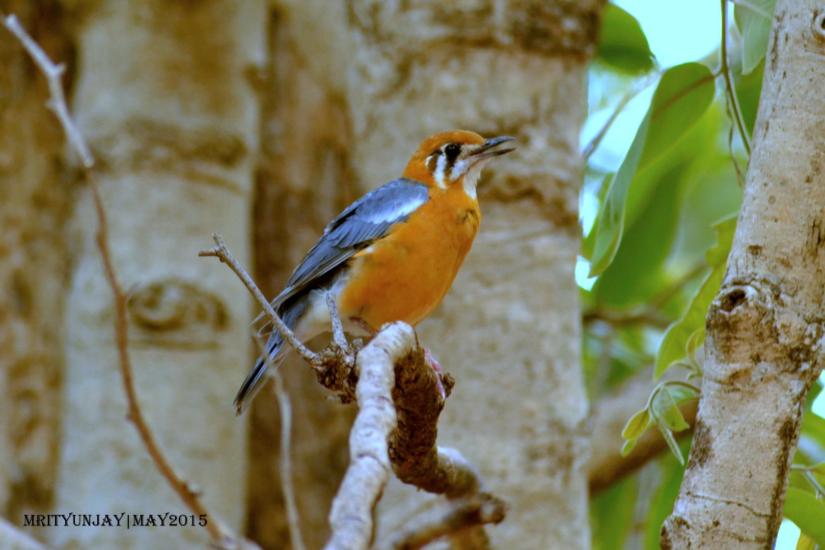 Orange Headed Thrush