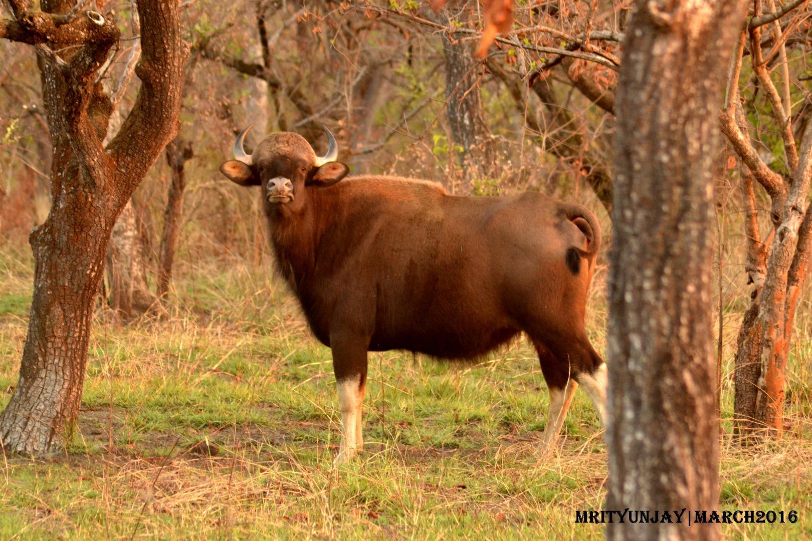 Indian Gaur