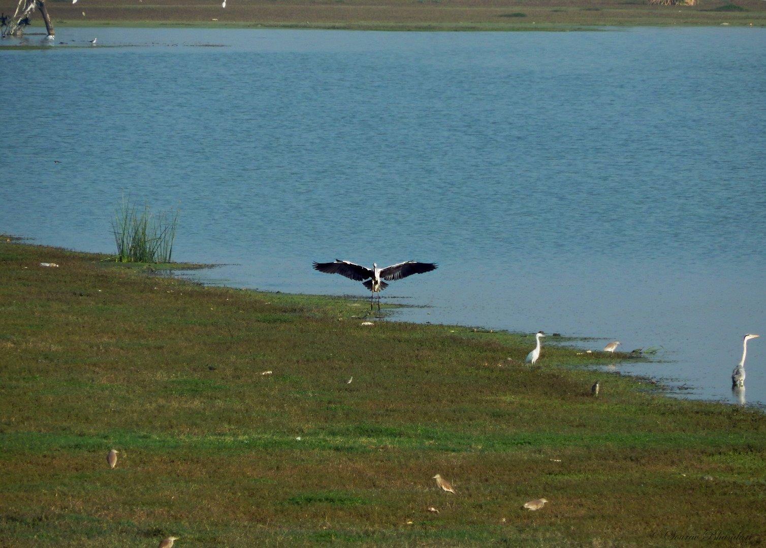 Grey Heron