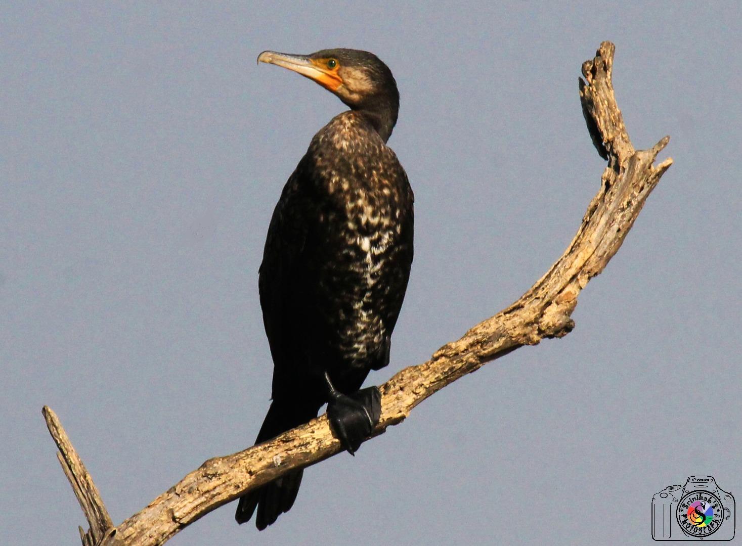 Cormorant