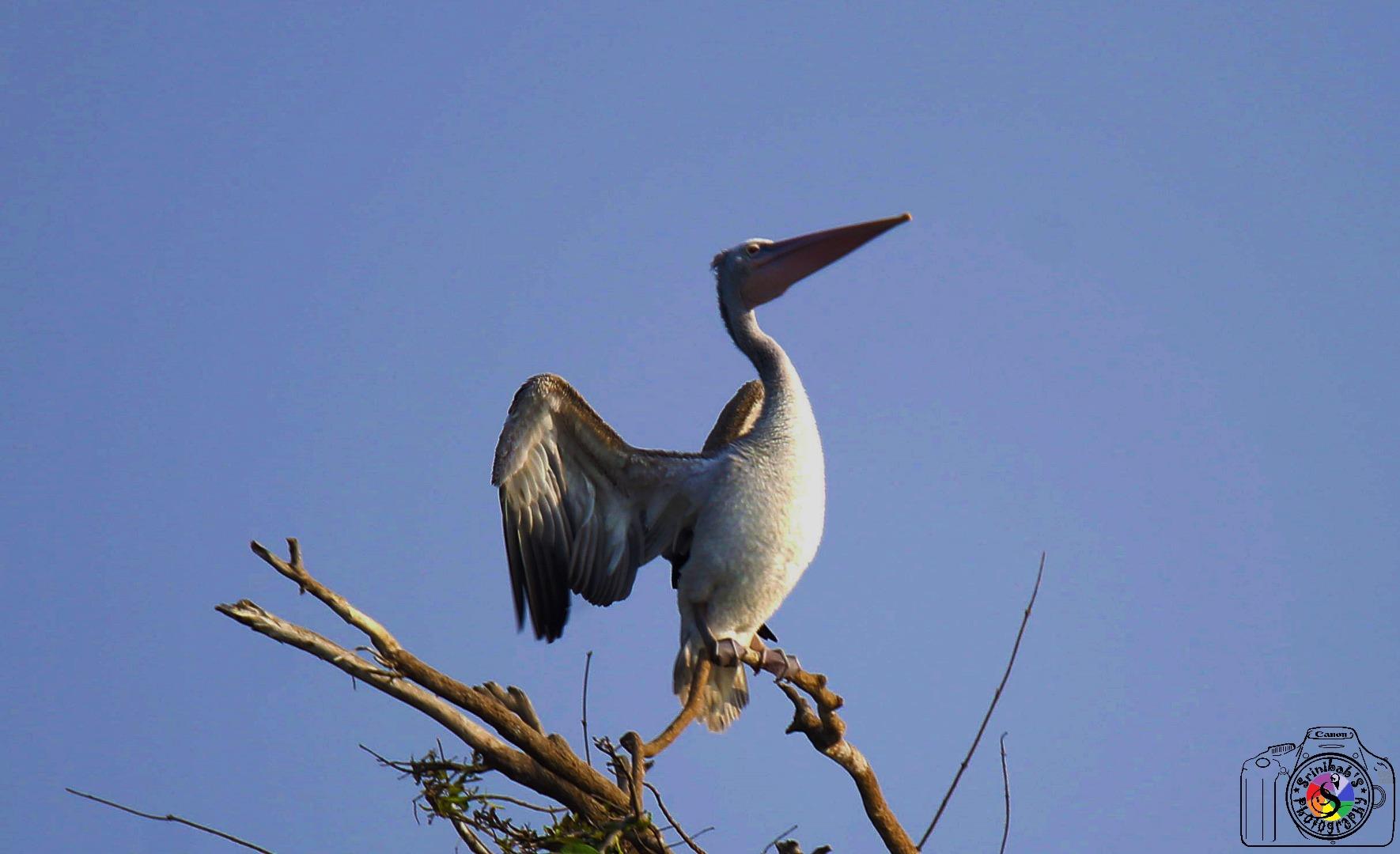 Pelican