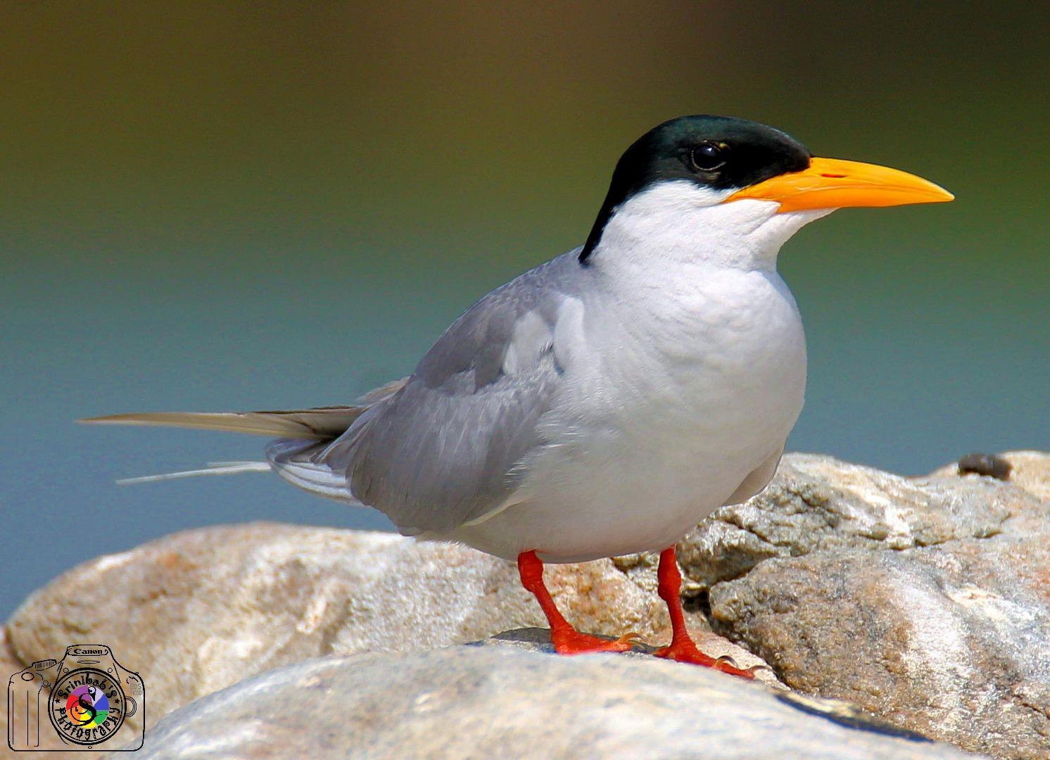 River Tern