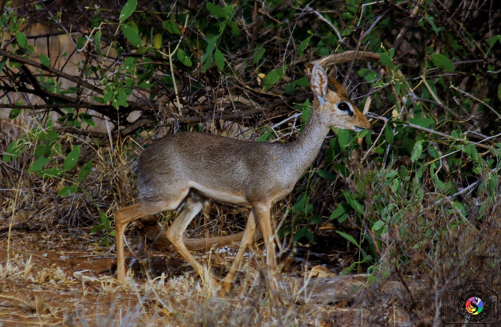 Dik Dik