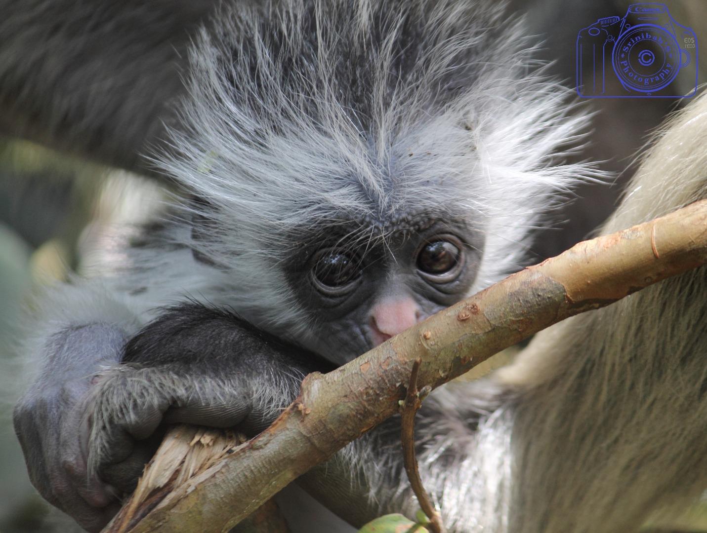 Red Colobus Monkey (juvenile)