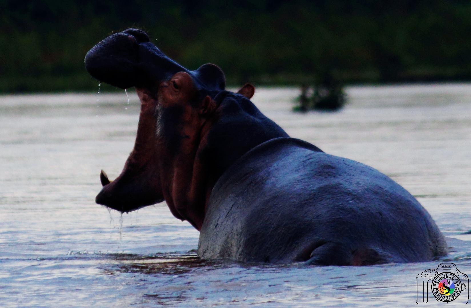 Hippopotomus