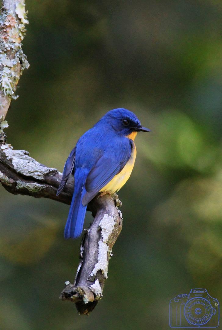 Tickells Blue Flycatcher