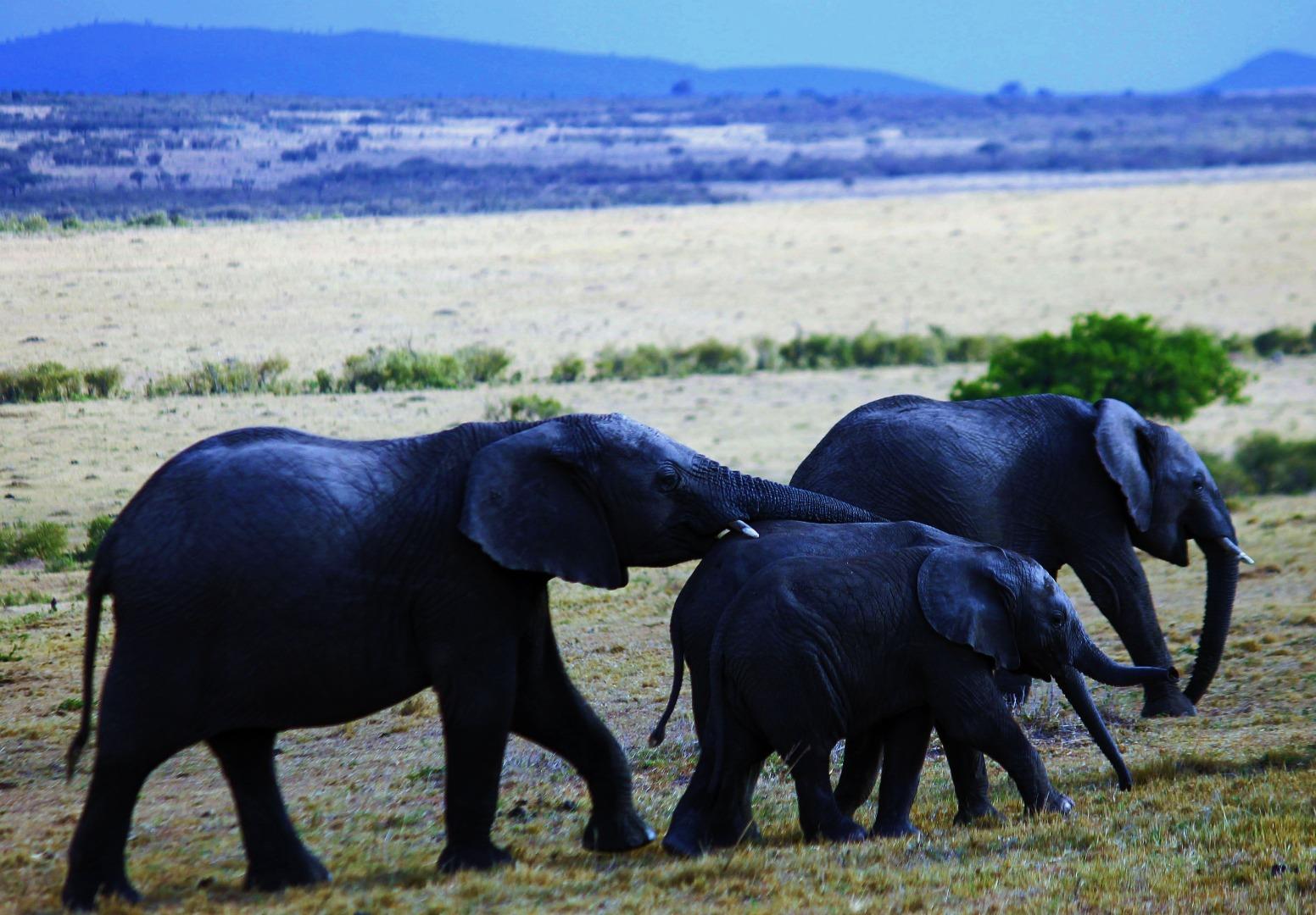 Elephants African