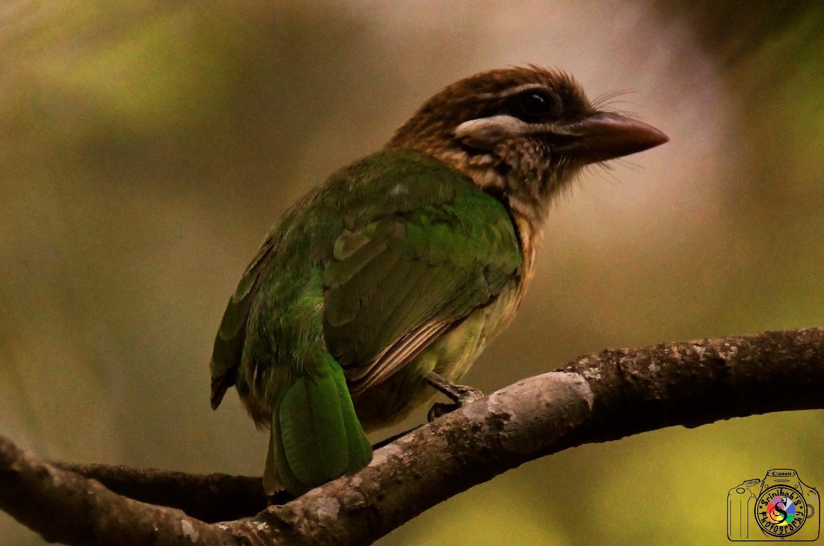 White Cheeked Barbet