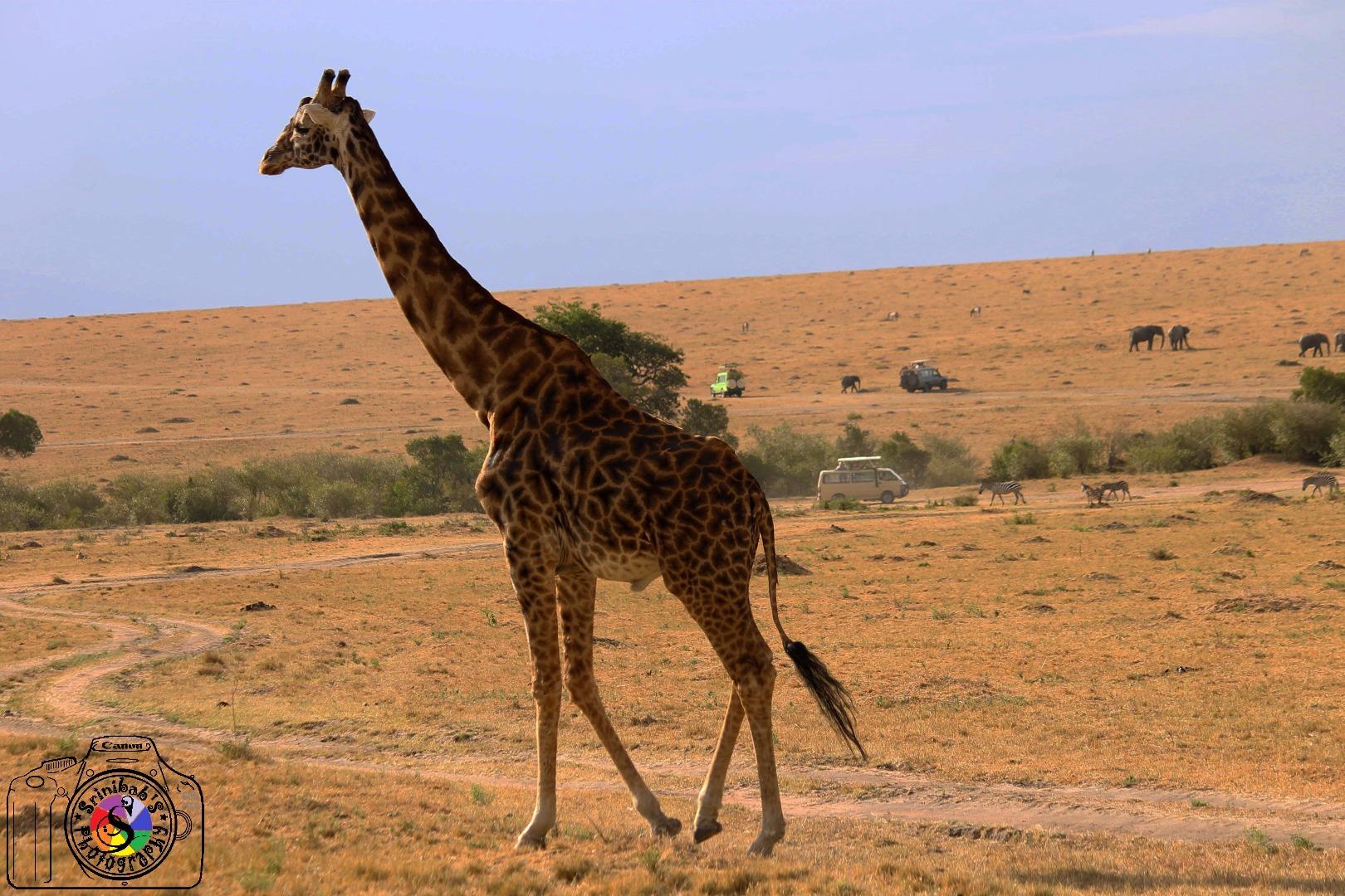 Giraffe