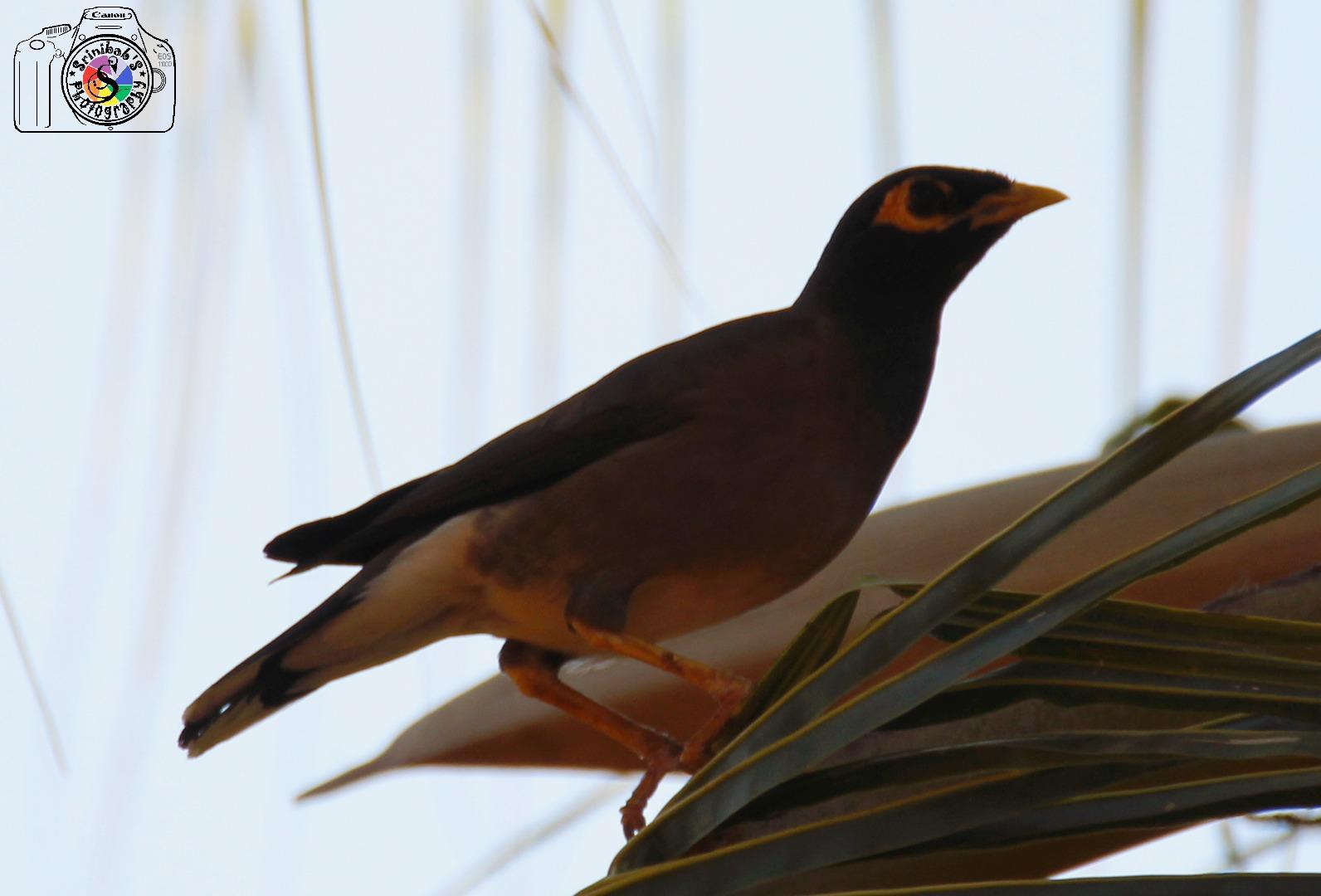 Myna