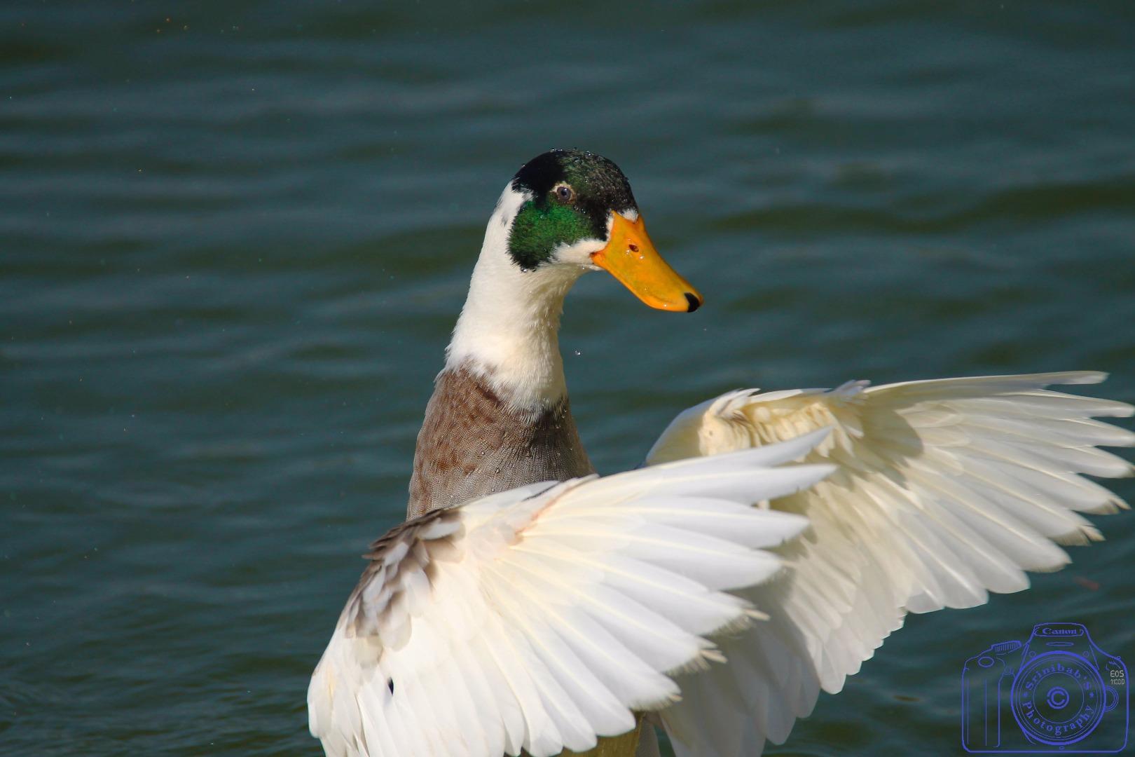 Mallard Duck