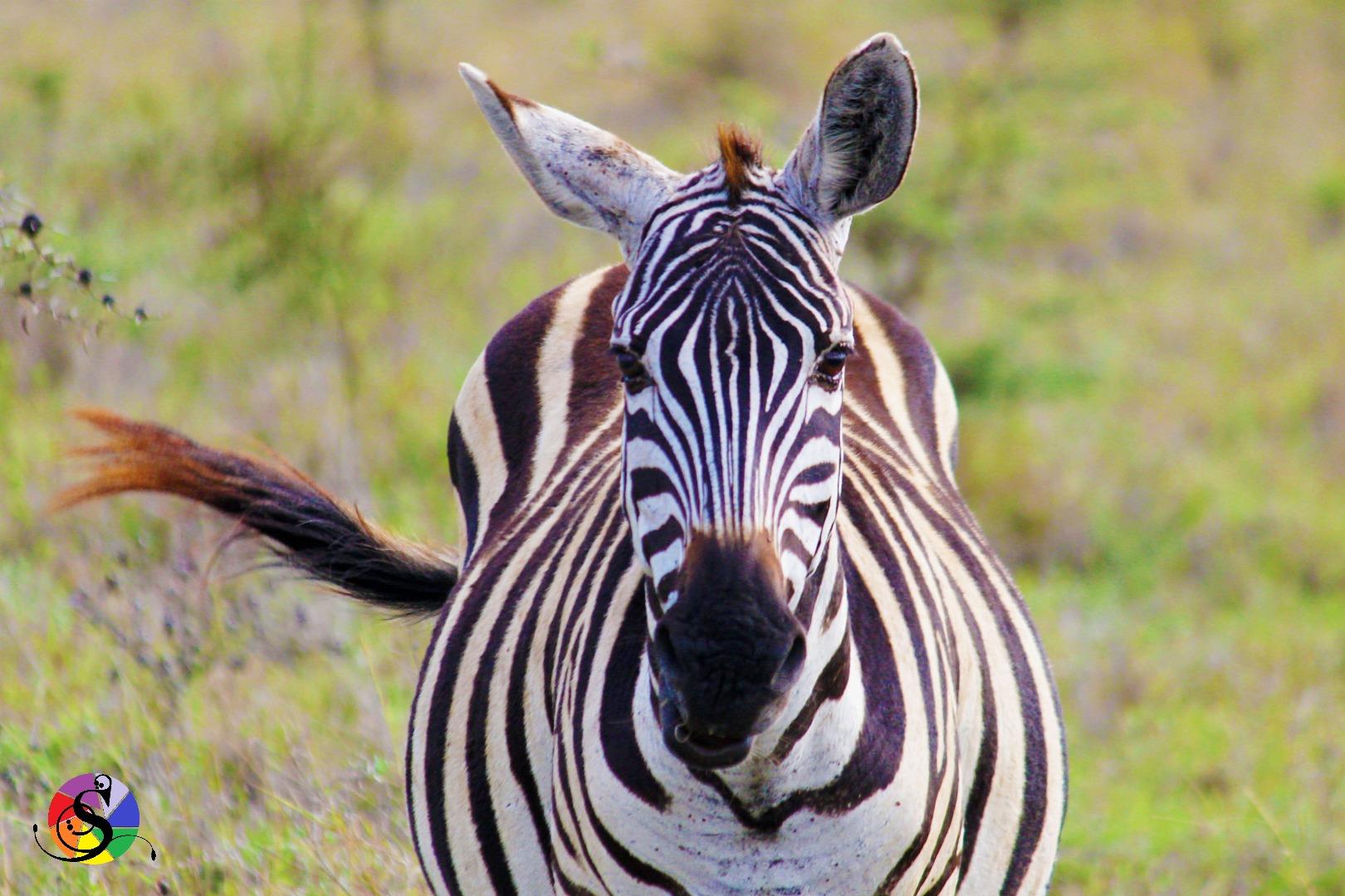 Zebra