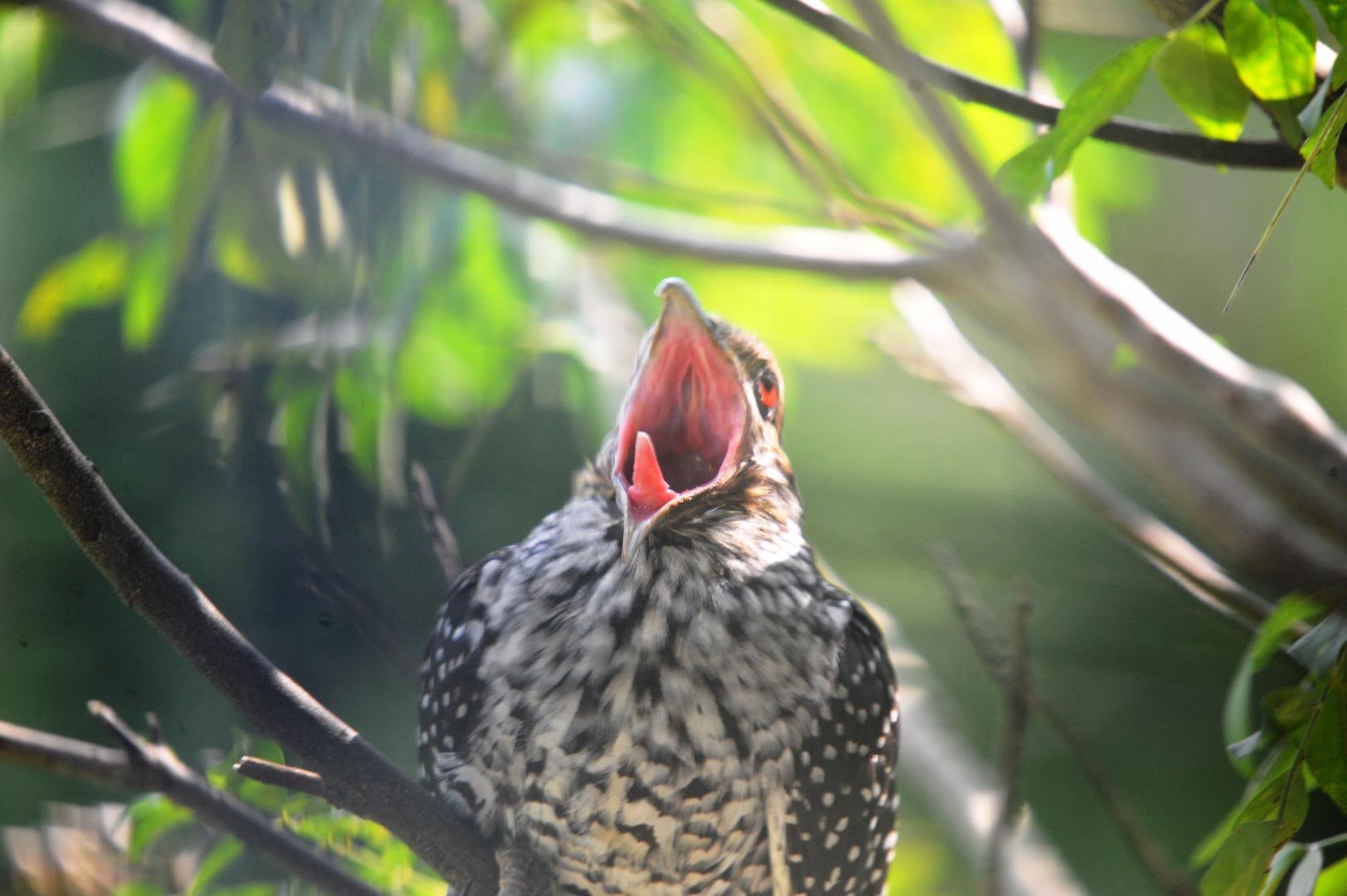 Asian koel