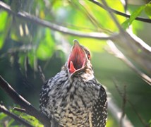 Asian koel