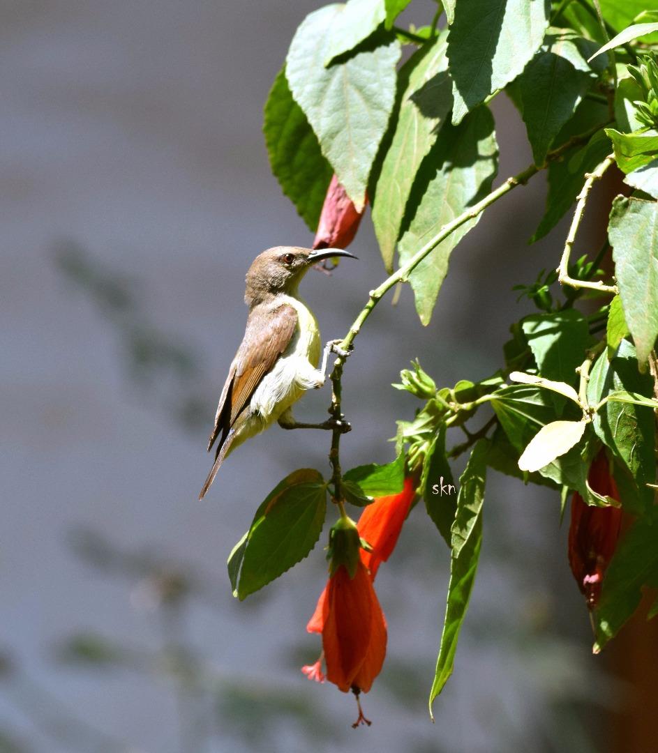 Sunbird Female