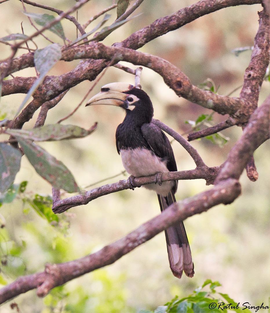 Malabar pied hornbill (Anthrac