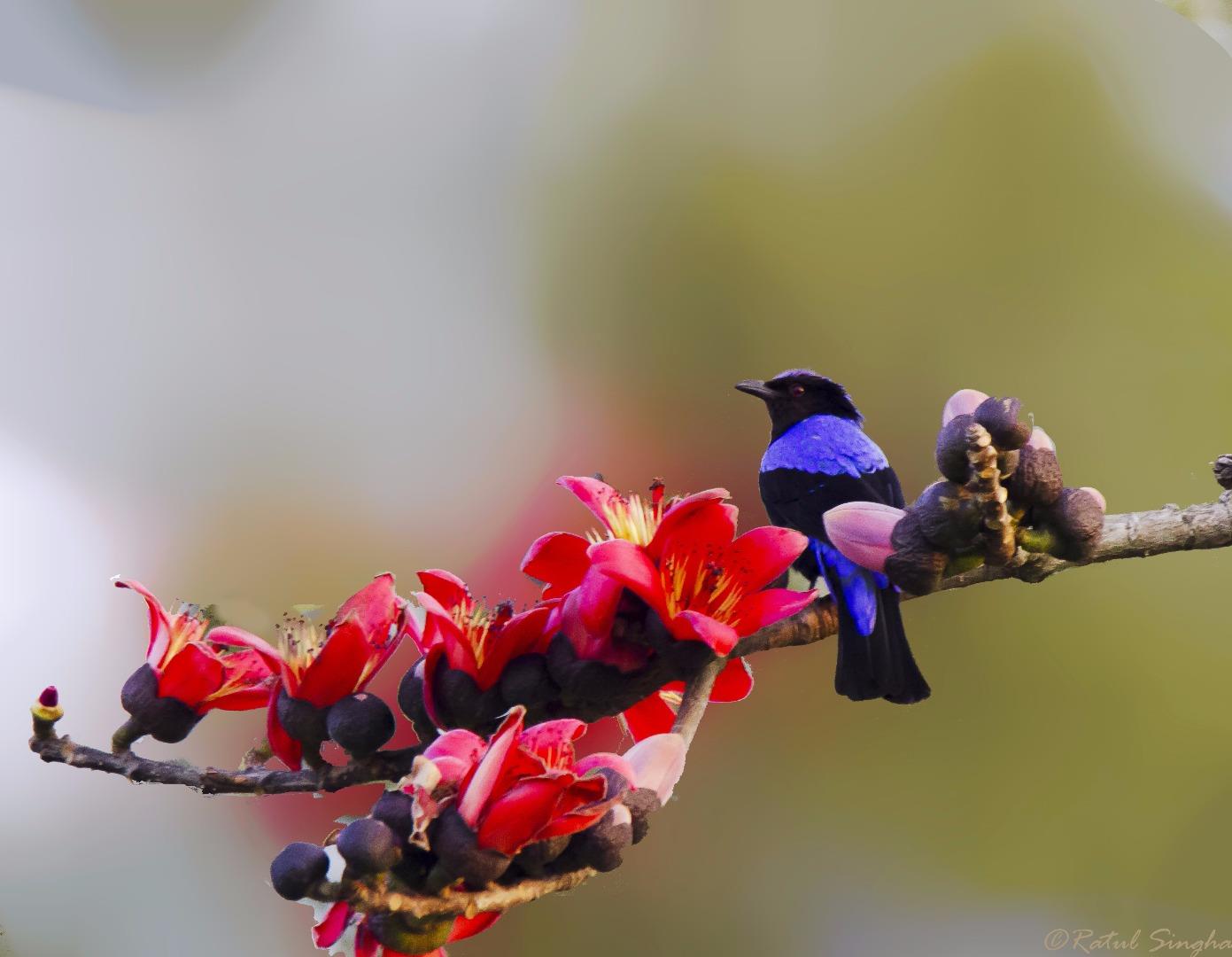 Asian fairy-bluebird