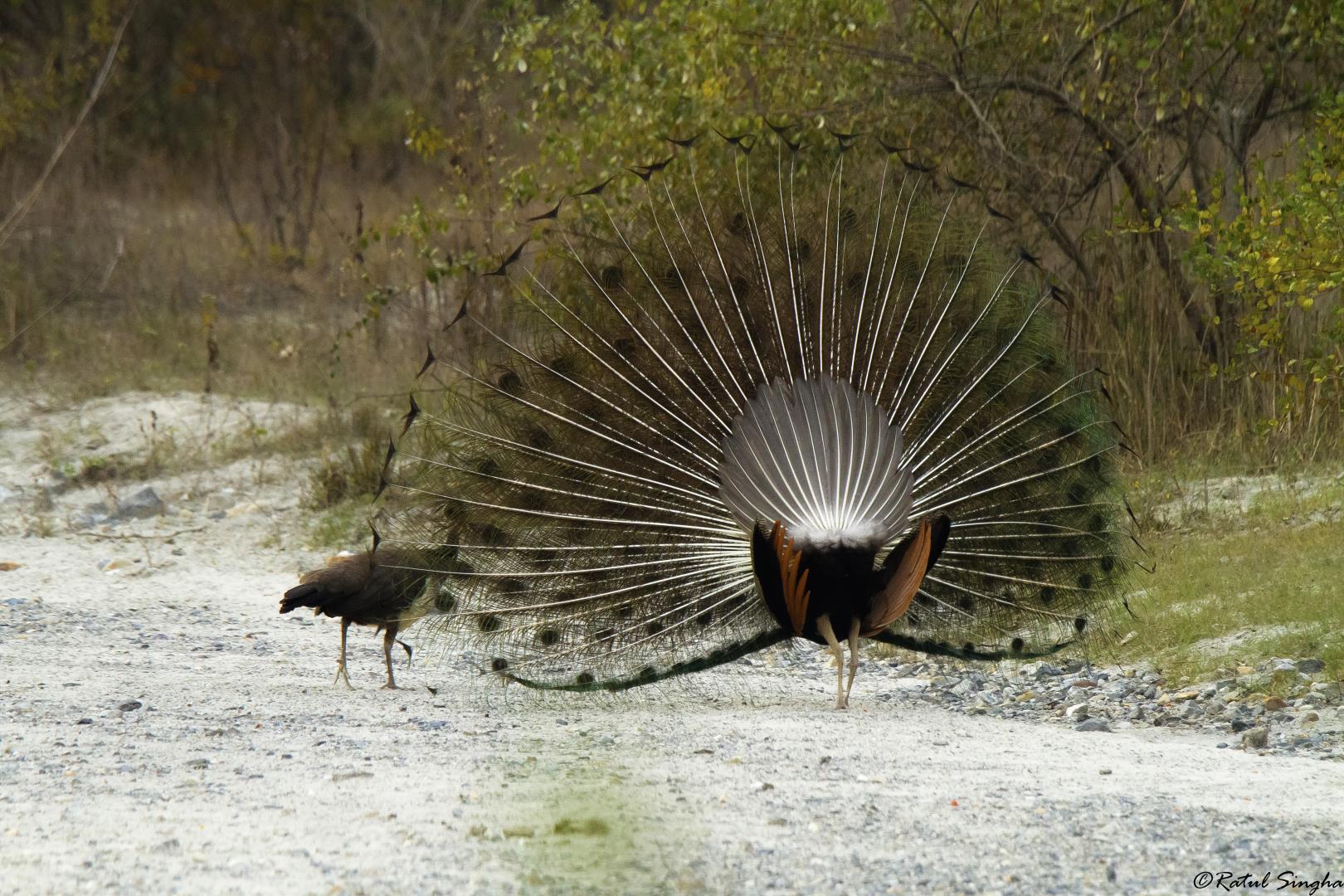 Indian peafowl