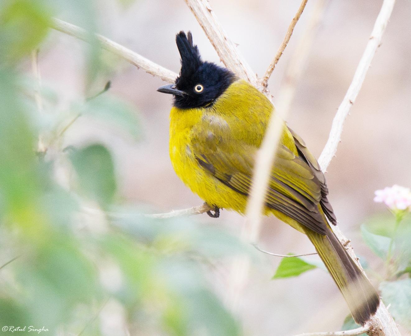 Black-crested bulbul (Pycnonot