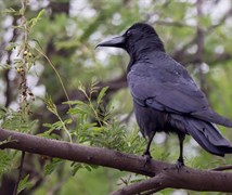 Indian Jungle Crow