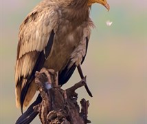 Egyptian Vulture