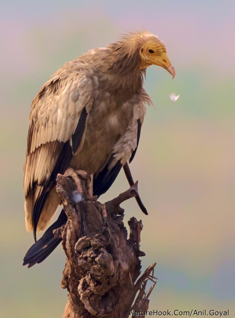 Egyptian Vulture