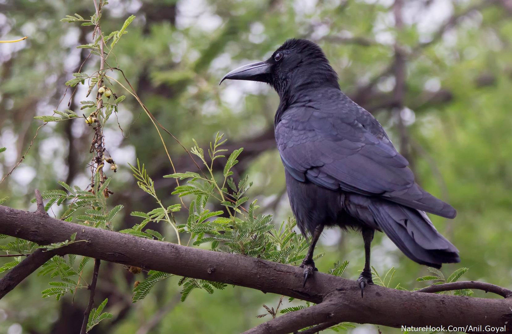 Indian Jungle Crow