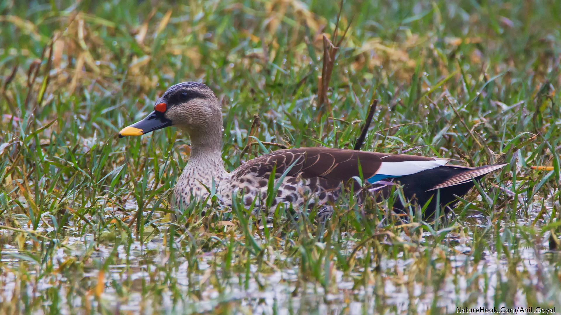 Spot Billed Duck