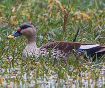 Spot Billed Duck